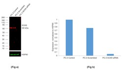 Invitrogen SOX9 Recombinant Mouse Monoclonal Antibody (GMPR9), Alexa Fluor