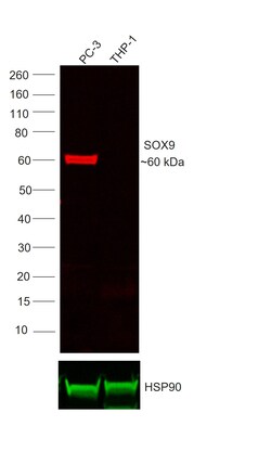 Invitrogen SOX9 Recombinant Mouse Monoclonal Antibody (GMPR9), Alexa Fluor