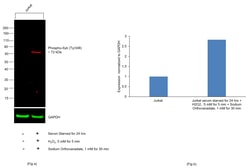 Invitrogen™ Phospho-Syk (Tyr348) Recombinant Mouse Monoclonal Antibody (moch1ct), Alexa Fluor™ Plus 555
