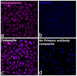 Invitrogen&trade;&nbsp;Somatostatin Recombinant Mouse Monoclonal Antibody (ICDCLS)