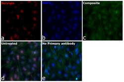 Invitrogen Survivin Recombinant Mouse Monoclonal Antibody (STLALYV) 100 &mu;L | Buy Online | Invitrogen&trade; | Fisher Scientific