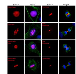 Invitrogen Survivin Recombinant Mouse Monoclonal Antibody (STLALYV) 100 &mu;L | Buy Online | Invitrogen&trade; | Fisher Scientific