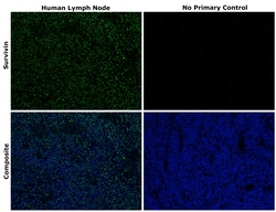 Invitrogen&trade;&nbsp;Survivin Recombinant Mouse Monoclonal Antibody (STLALYV)