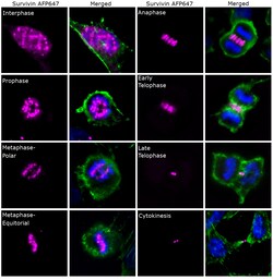 Invitrogen Survivin Recombinant Mouse Monoclonal Antibody (STLALYV), Alexa Fluor Plus 647 50 &mu;L | Buy Online | Invitrogen&trade; | Fisher Scientific