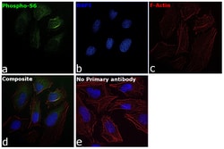 Invitrogen Phospho-S6 (Ser235, Ser236) Recombinant Mouse Monoclonal Antibody