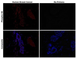 Invitrogen Phospho-S6 (Ser235, Ser236) Recombinant Mouse Monoclonal Antibody