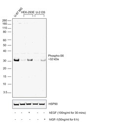 Invitrogen Phospho-S6 (Ser235, Ser236) Recombinant Mouse Monoclonal Antibody