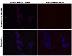 Invitrogen&trade;&nbsp;Phospho-S6 (Ser235, Ser236) Recombinant Mouse Monoclonal Antibody (cupk43k), Alexa Fluor&trade; Plus 647