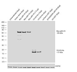 Invitrogen&trade;&nbsp;V5 Tag Recombinant Mouse Monoclonal Antibody (TCM5), HRP