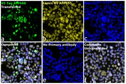 Invitrogen&trade;&nbsp;V5 Tag Recombinant Mouse Monoclonal Antibody (TCM5), Alexa Fluor&trade; Plus 488