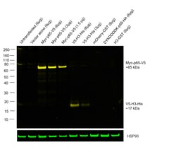 Invitrogen V5 Tag Recombinant Mouse Monoclonal Antibody (TCM5), Alexa Fluor