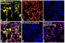 Invitrogen V5 Tag Recombinant Mouse Monoclonal Antibody (TCM5), Alexa Fluor
