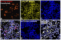 Invitrogen™ V5 Tag Recombinant Mouse Monoclonal Antibody (TCM5), Alexa Fluor™ Plus 647