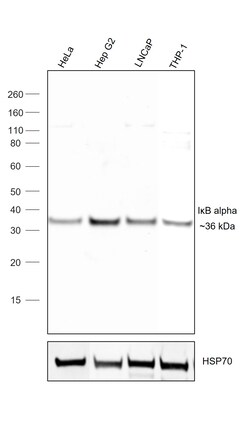 Invitrogen IkB alpha Recombinant Rat Monoclonal Antibody (MFRDTRK) 20 &mu;L;
