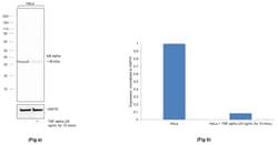 Invitrogen IkB alpha Recombinant Rat Monoclonal Antibody (MFRDTRK) 20 &mu;L;