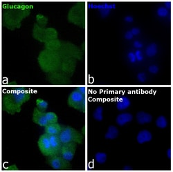 Invitrogen&trade;&nbsp;Glucagon Recombinant Mouse Monoclonal Antibody (ICACLS)