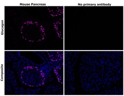 Invitrogen Glucagon Recombinant Mouse Monoclonal Antibody (ICACLS) 20 &mu;L | Buy Online | Invitrogen&trade; | Fisher Scientific