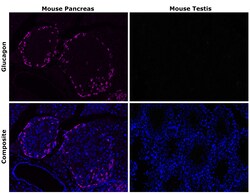 Invitrogen Glucagon Recombinant Mouse Monoclonal Antibody (ICACLS) 20 &mu;L | Buy Online | Invitrogen&trade; | Fisher Scientific
