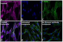 Invitrogen Phospho-AKT1 (Ser473) Recombinant Mouse Monoclonal Antibody (SDRNR) 20 &mu;L | Buy Online | Invitrogen&trade; | Fisher Scientific