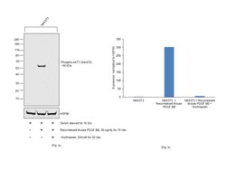 Invitrogen Phospho-AKT1 (Ser473) Recombinant Mouse Monoclonal Antibody (SDRNR) 20 &mu;L | Buy Online | Invitrogen&trade; | Fisher Scientific