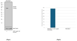 Invitrogen IkB zeta Recombinant Rat Monoclonal Antibody (LK2NAP) 100 &mu;L;