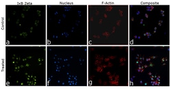 Invitrogen IkB zeta Recombinant Rat Monoclonal Antibody (LK2NAP) 100 &mu;L;