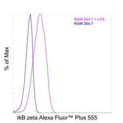 Invitrogen IkB zeta Recombinant Rat Monoclonal Antibody (LK2NAP), Alexa