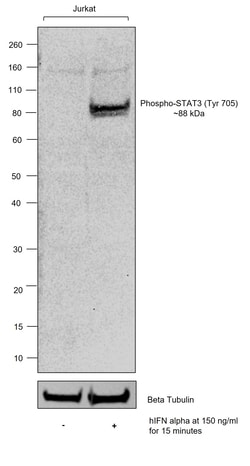 Invitrogen Phospho-STAT3 (Tyr705) Recombinant Mouse Monoclonal Antibody