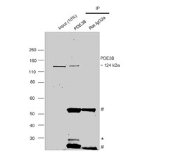 Invitrogen PDE3B Recombinant Rat Monoclonal Antibody (SMCP3B) 20 &mu;L;