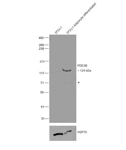 Invitrogen PDE3B Recombinant Rat Monoclonal Antibody (SMCP3B) 20 &mu;L;