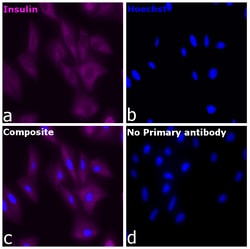 Invitrogen&trade;&nbsp;Insulin Recombinant Mouse Monoclonal Antibody (ICBTACLS)