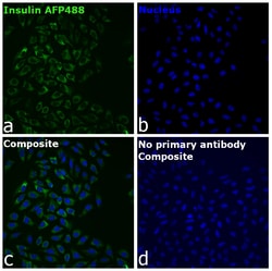 Invitrogen&trade;&nbsp;Insulin Recombinant Mouse Monoclonal Antibody (ICBTACLS), Alexa Fluor&trade; Plus 488