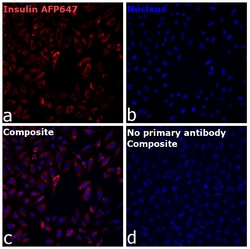 Invitrogen&trade;&nbsp;Insulin Recombinant Mouse Monoclonal Antibody (ICBTACLS), Alexa Fluor&trade; Plus 647