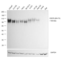 Invitrogen CD276 (B7-H3) Recombinant Rat Monoclonal Antibody (M3.2D7) 100