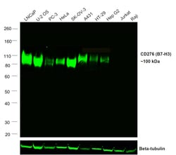 Invitrogen CD276 (B7-H3) Recombinant Rat Monoclonal Antibody (M3.2D7),