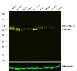 Invitrogen CD276 (B7-H3) Recombinant Rat Monoclonal Antibody (M3.2D7),