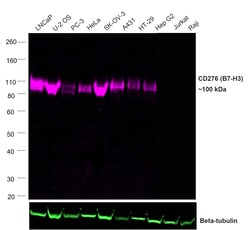 Invitrogen CD276 (B7-H3) Recombinant Rat Monoclonal Antibody (M3.2D7),