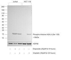 Invitrogen Phospho-Histone H2A.X (Ser139) Recombinant Mouse Monoclonal