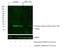 Invitrogen&trade;&nbsp;Phospho-Histone H2A.X (Ser139) Recombinant Mouse Monoclonal Antibody (CR55T33), Alexa Fluor&trade; Plus 488