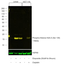 Invitrogen Phospho-Histone H2A.X (Ser139) Recombinant Mouse Monoclonal Antibody (CR55T33), Alexa Fluor Plus 555 50 &mu;L | Buy Online | Invitrogen&trade; | Fisher Scientific