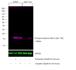 Invitrogen Phospho-Histone H2A.X (Ser139) Recombinant Mouse Monoclonal