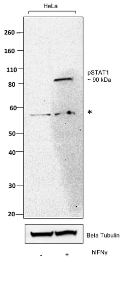 Invitrogen Phospho-STAT1 (Tyr701) Recombinant Mouse Monoclonal Antibody