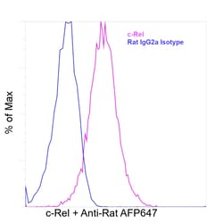 Invitrogen c-Rel Recombinant Rat Monoclonal Antibody (1RELAH5) 100 &mu;L;