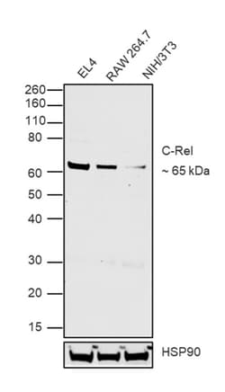 Invitrogen c-Rel Recombinant Rat Monoclonal Antibody (1RELAH5) 100 &mu;L;