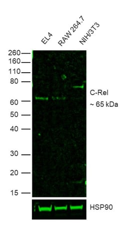 Invitrogen c-Rel Recombinant Rat Monoclonal Antibody (1RELAH5), Alexa Fluor