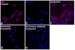 Invitrogen&trade;&nbsp;IDO Recombinant Mouse Monoclonal Antibody (eyedio)