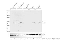 Invitrogen IDO Recombinant Mouse Monoclonal Antibody (eyedio) 100 &mu;L | Buy Online | Invitrogen&trade; | Fisher Scientific