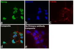 Invitrogen&trade;&nbsp;Nanog Recombinant Rat Monoclonal Antibody (eBioMLC-51)