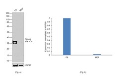 Invitrogen Nanog Recombinant Rat Monoclonal Antibody (eBioMLC-51) 100 &mu;L | Buy Online | Invitrogen&trade; | Fisher Scientific