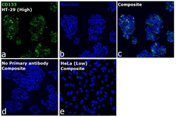 Invitrogen&trade;&nbsp;CD133 (Prominin-1) Recombinant Mouse Monoclonal Antibody (EMK08)